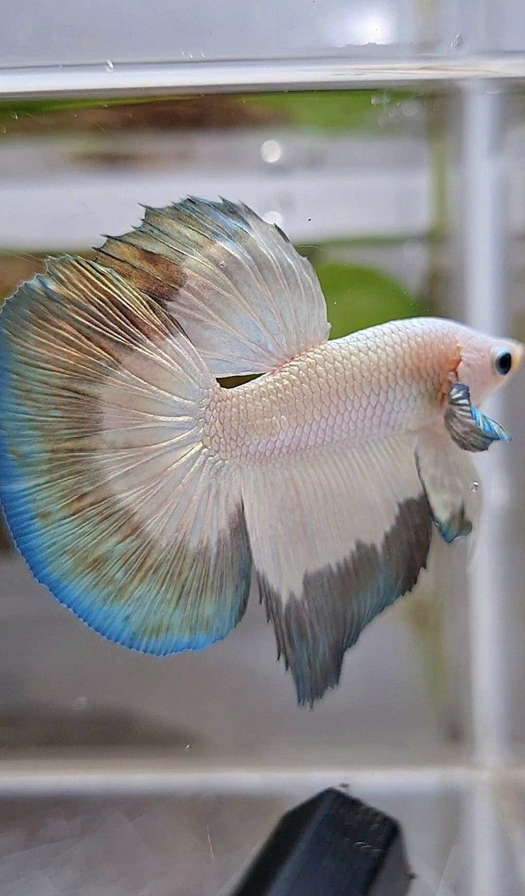 HALFMOON COPPER RIM BUTTERFLY BETTA FISH