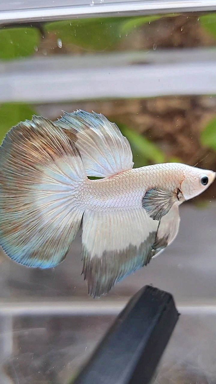 HALFMOON COPPER RIM BUTTERFLY BETTA FISH