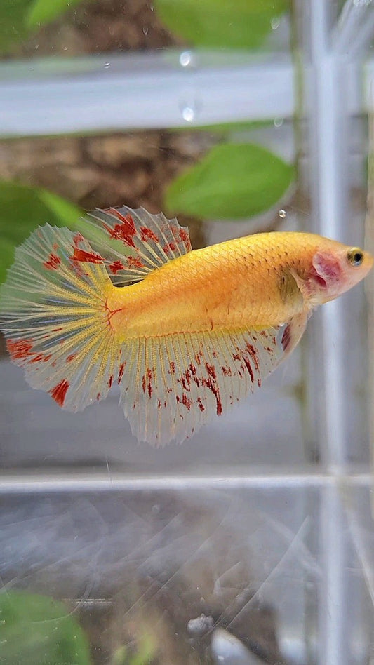 FEMALE HALFMOON SUPER VANDA YELLOW BETTA FISH