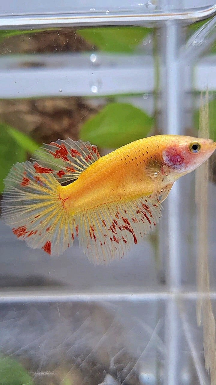 FEMALE HALFMOON SUPER VANDA YELLOW BETTA FISH