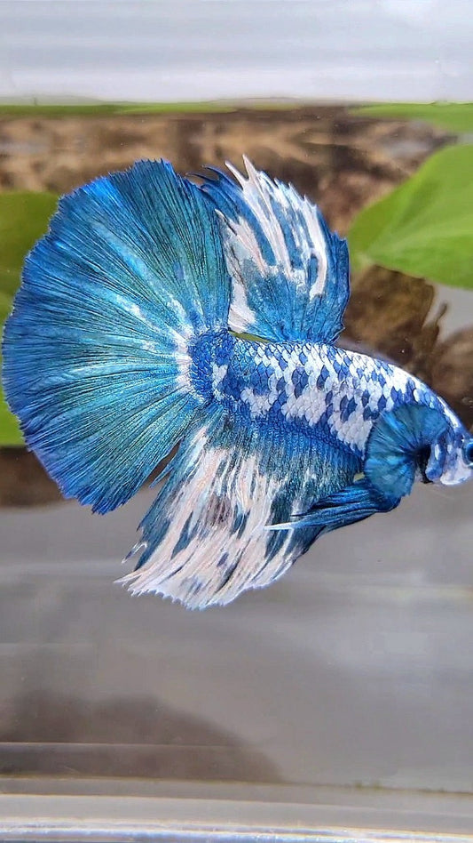 HALFMOON SUPER DOTS BLUE MARBLE BETTA FISH
