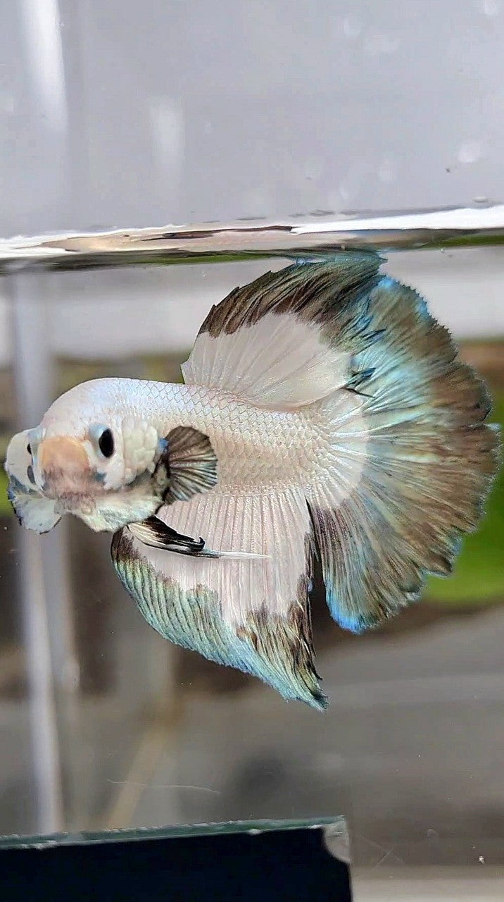 HALFMOON COPPER RIM BUTTERFLY BETTA FISH