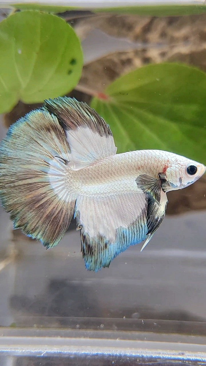 HALFMOON COPPER RIM BUTTERFLY BETTA FISH