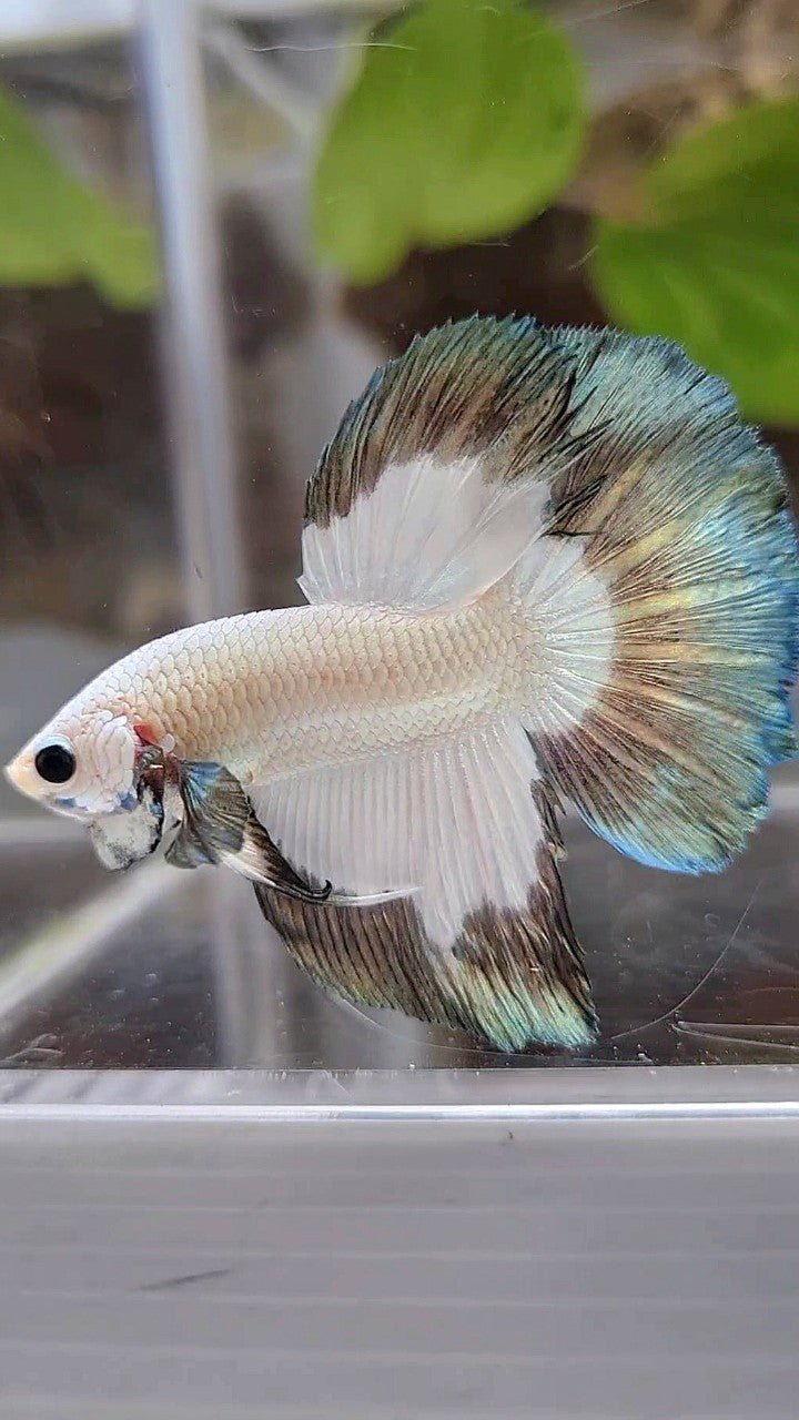 HALFMOON COPPER RIM BUTTERFLY BETTA FISH