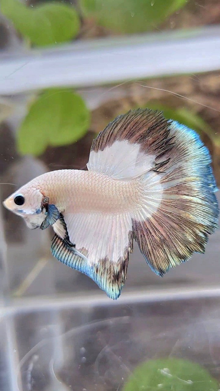 HALFMOON COPPER RIM BUTTERFLY BETTA FISH