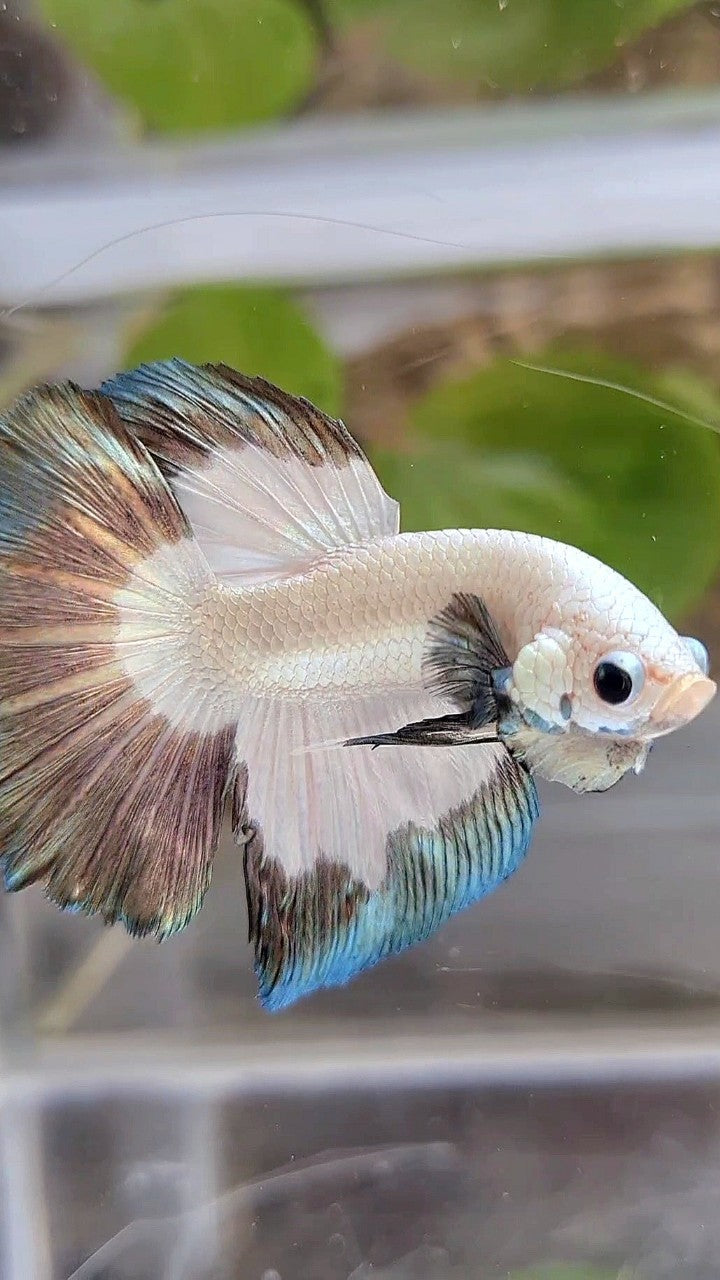 HALFMOON COPPER RIM BUTTERFLY BETTA FISH