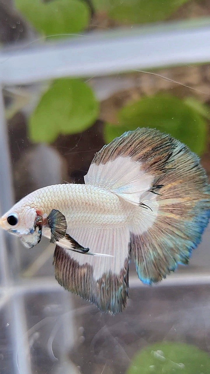 HALFMOON COPPER RIM BUTTERFLY BETTA FISH