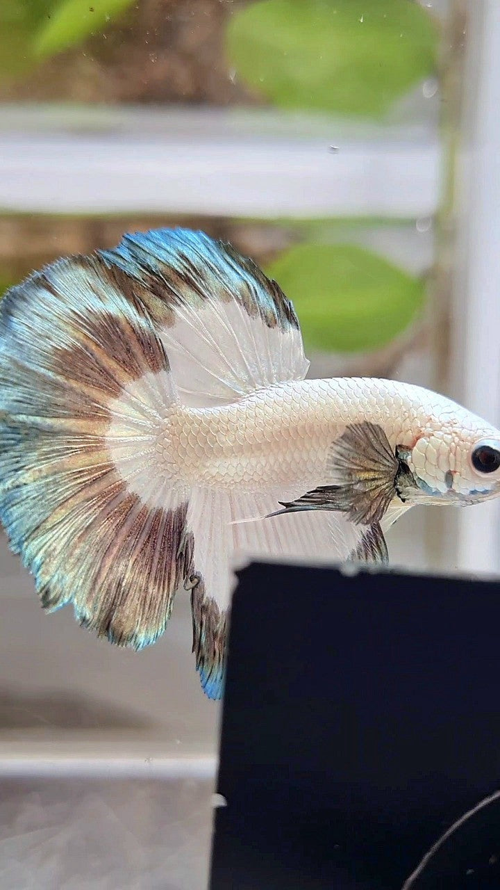 HALFMOON COPPER RIM BUTTERFLY BETTA FISH