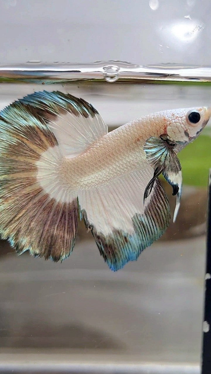 HALFMOON COPPER RIM BUTTERFLY BETTA FISH