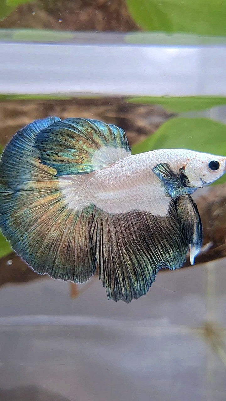 HALFMOON BIG EAR ROSETAIL COPPER RIM BETTA FISH