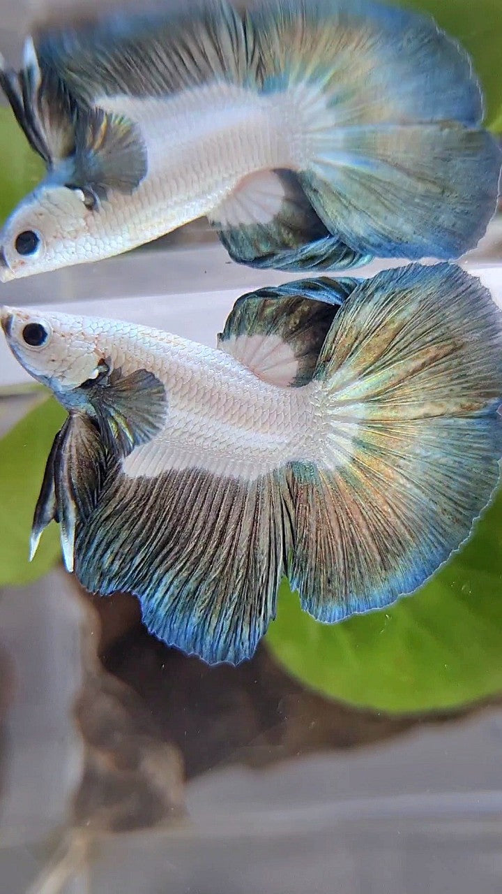 HALFMOON BIG EAR ROSETAIL COPPER RIM BETTA FISH