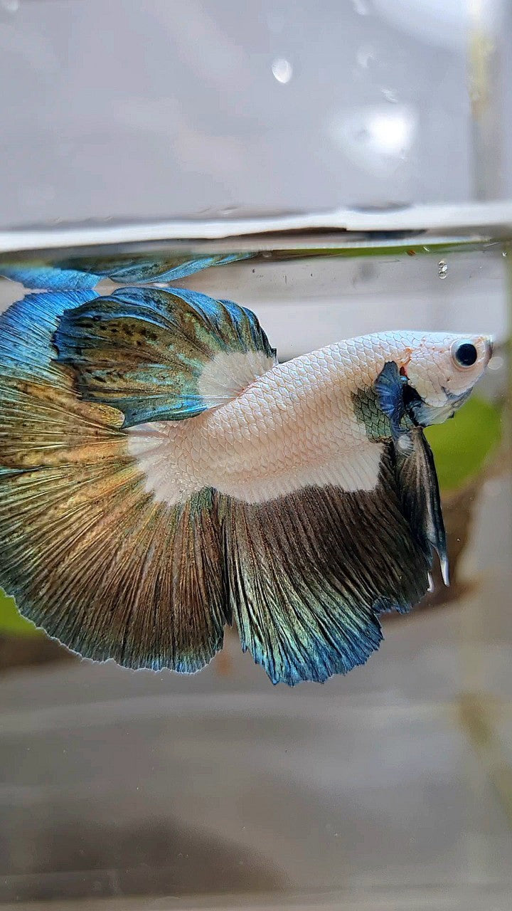 HALFMOON BIG EAR ROSETAIL COPPER RIM BETTA FISH