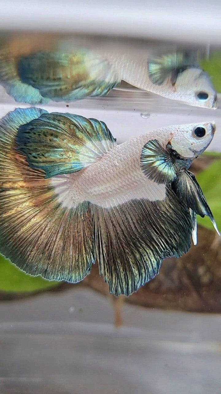 HALFMOON BIG EAR ROSETAIL COPPER RIM BETTA FISH