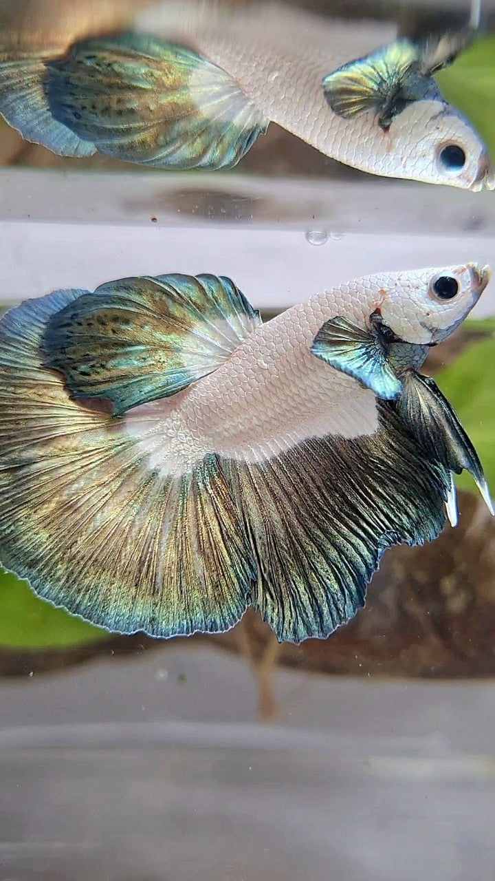 HALFMOON BIG EAR ROSETAIL COPPER RIM BETTA FISH