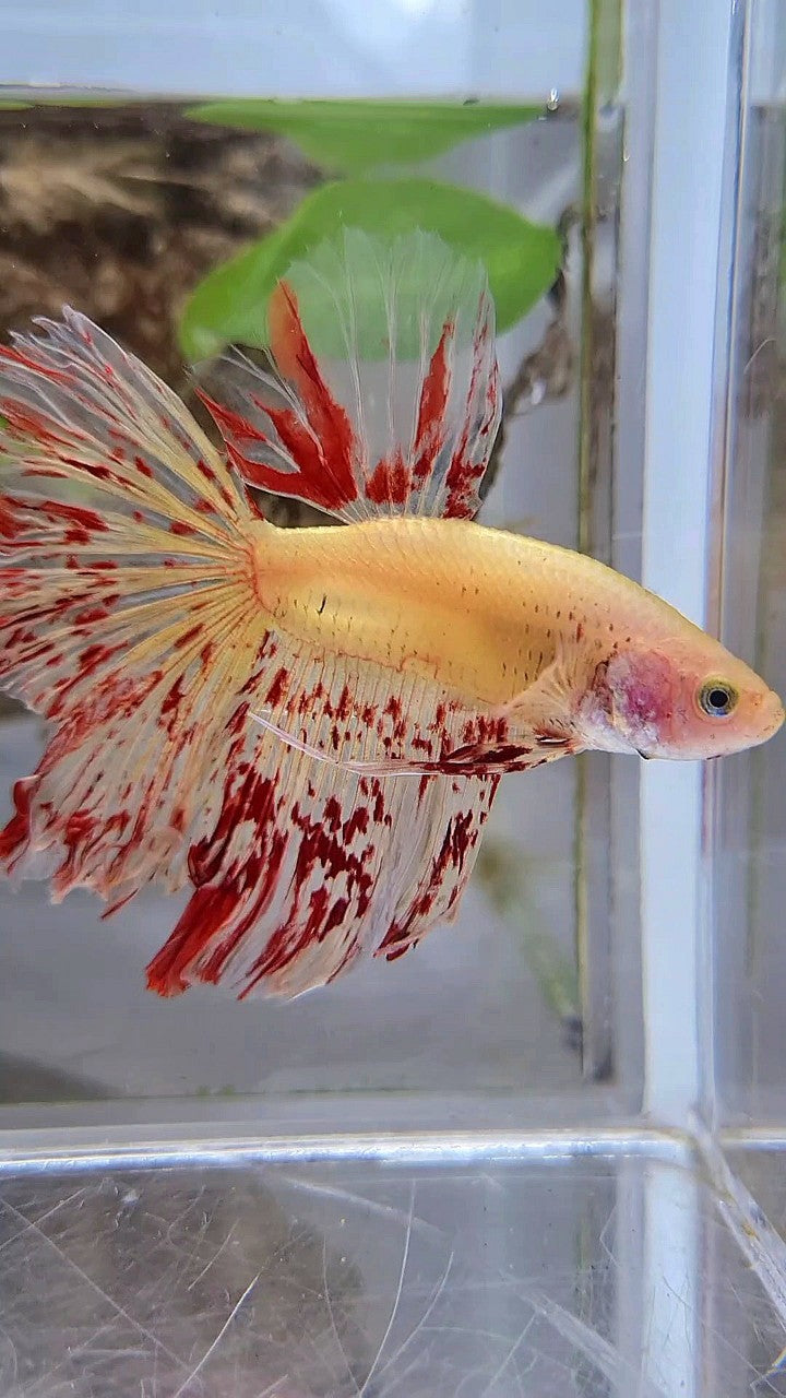 HALFMOON ROSETAIL SUPER VANDA YELLOW BETTA FISH