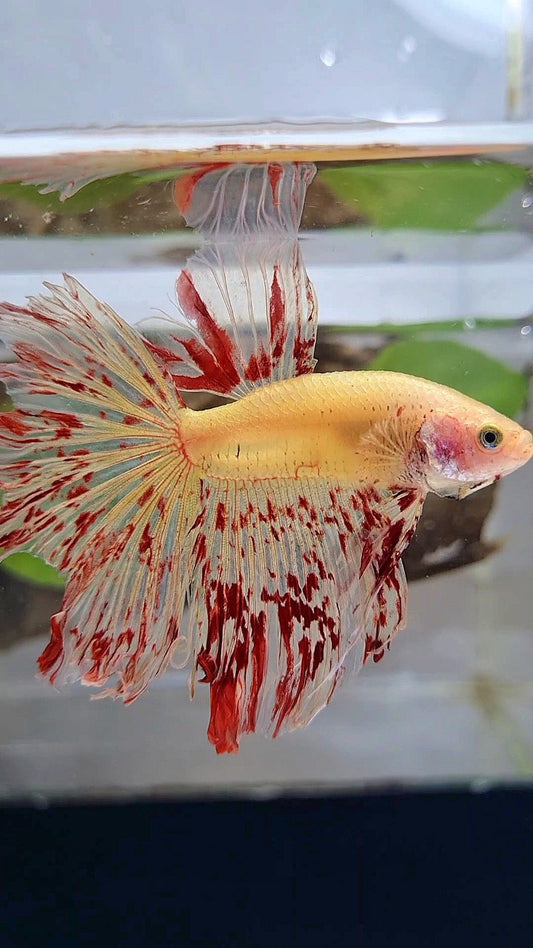 HALFMOON ROSETAIL SUPER VANDA YELLOW BETTA FISH