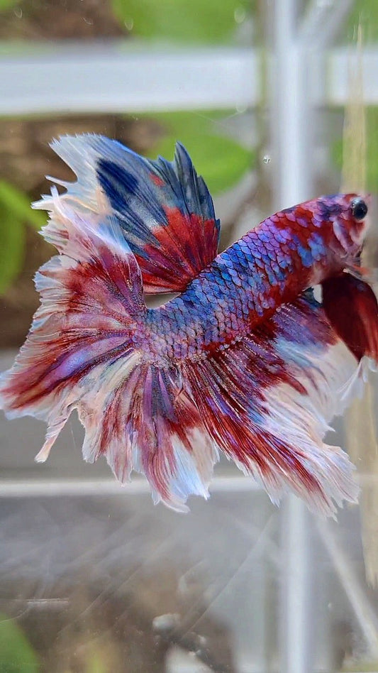 HALFMOON ROSETAIL RED WHITE GALAXY BARONGSAI RAINBOW BETTA FISH