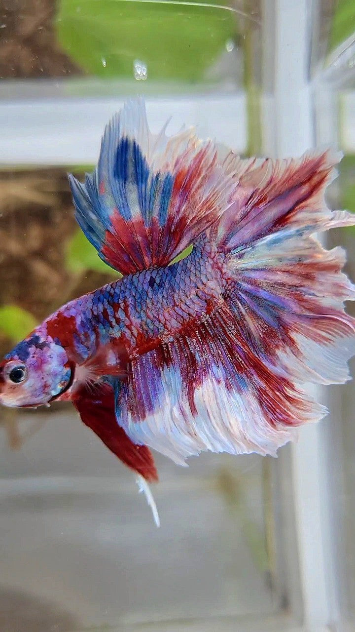HALFMOON ROSETAIL RED WHITE GALAXY BARONGSAI RAINBOW BETTA FISH