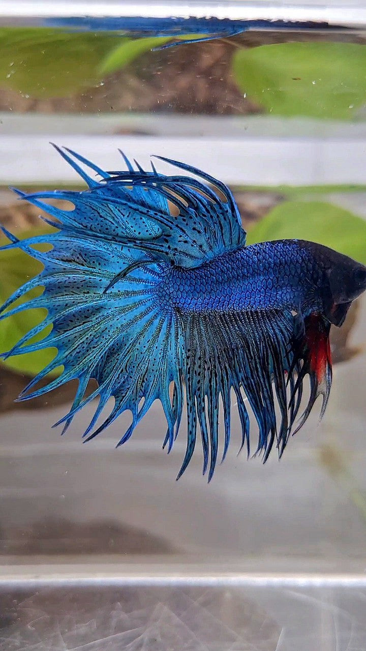 KING CROWNTAIL GREEN BLUE TURQUOISE BETTA FISH
