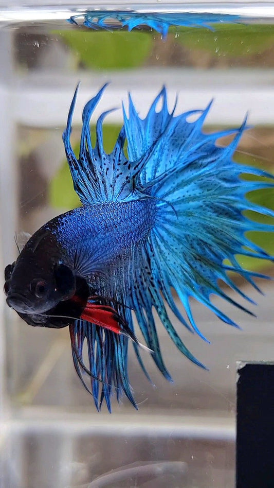 KING CROWNTAIL GREEN BLUE TURQUOISE BETTA FISH