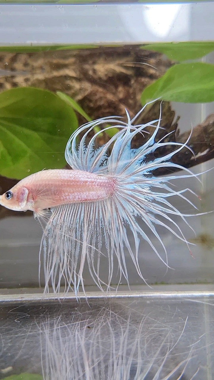 KING CROWNTAIL CELLOPHANE WHITE BETTA FISH