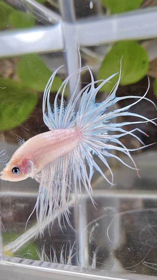 KING CROWNTAIL CELLOPHANE WHITE BETTA FISH