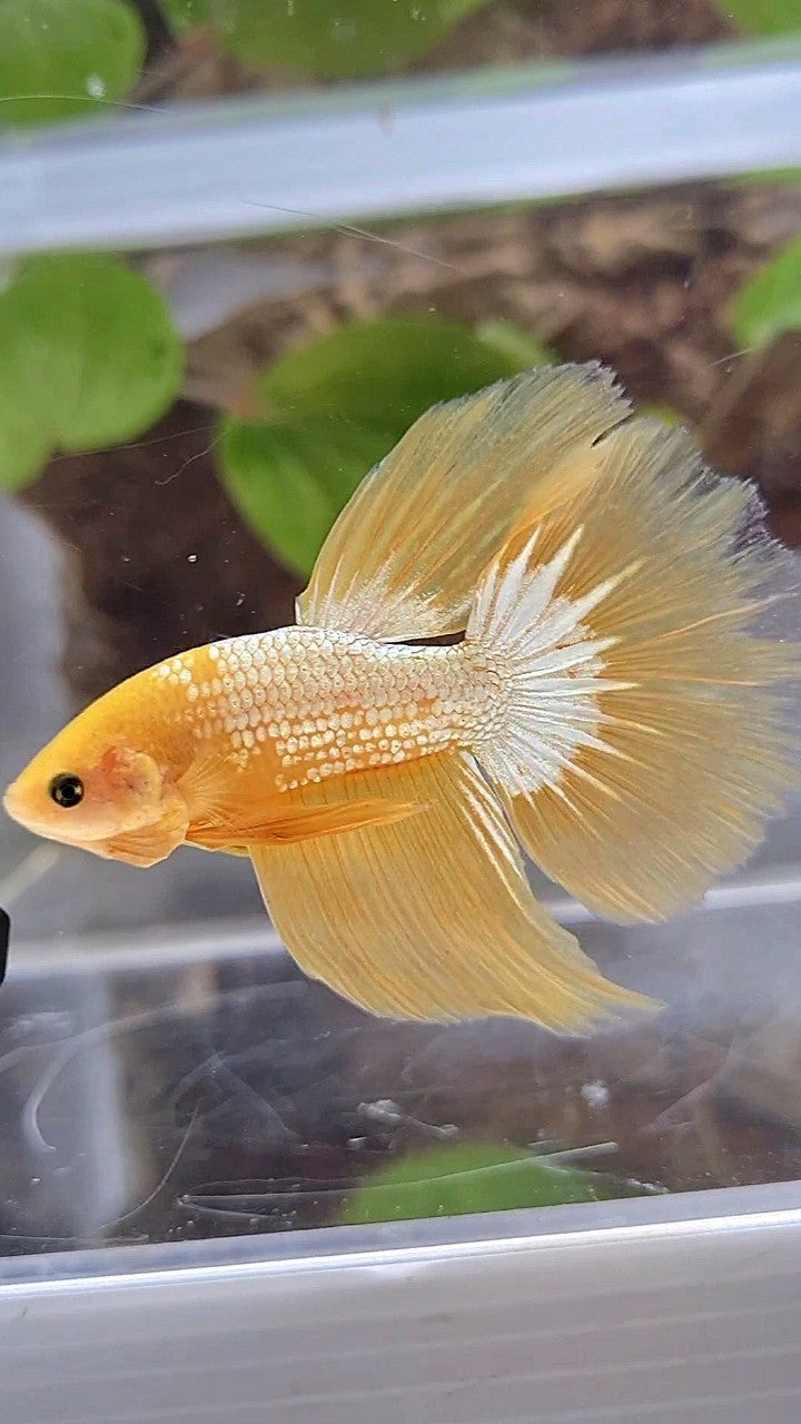 HALFMOON YELLOW FCCP BETTA FISH