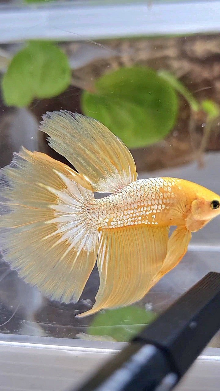 HALFMOON YELLOW FCCP BETTA FISH