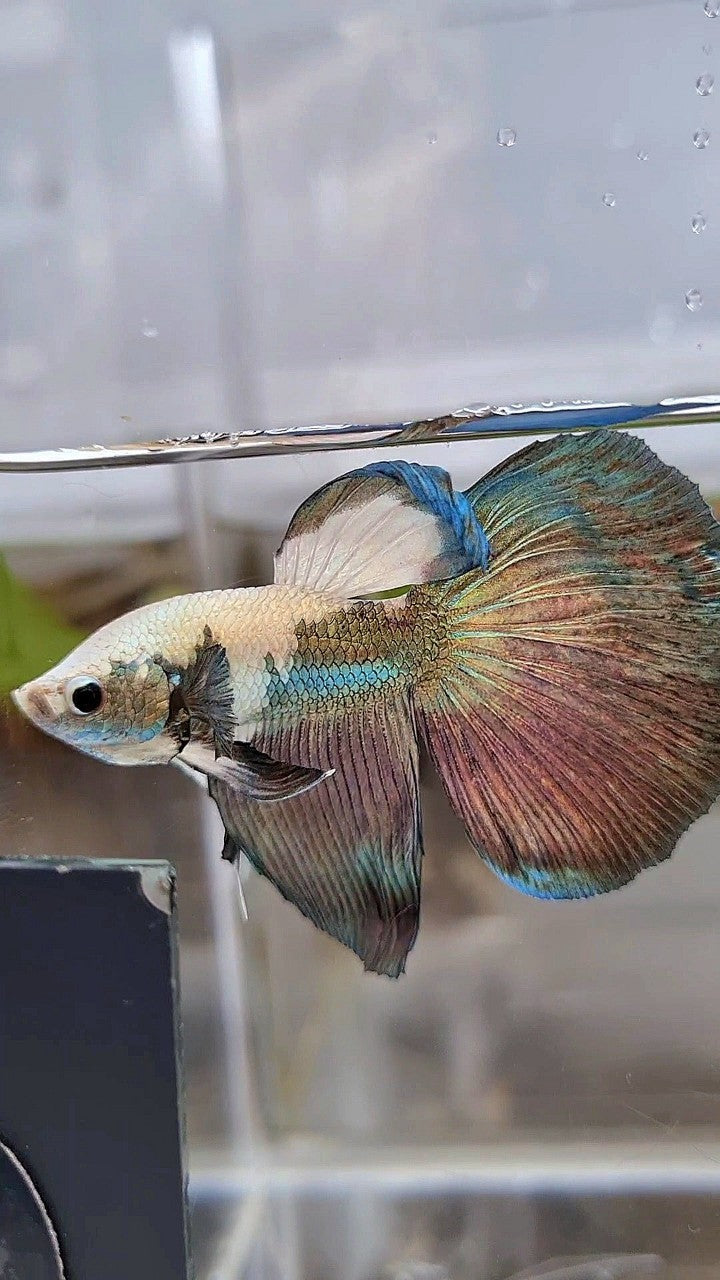 HALFMOON COPPER RIM PANDA BETTA FISH