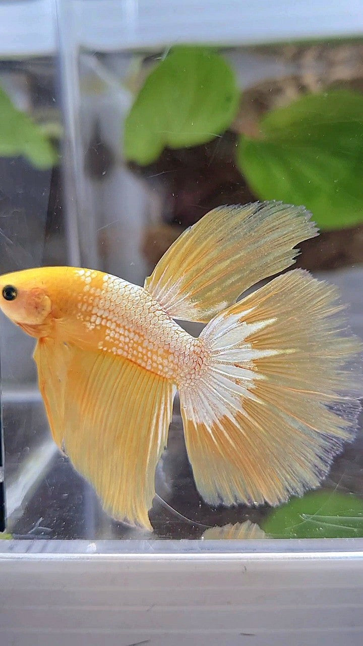 HALFMOON YELLOW FCCP BETTA FISH