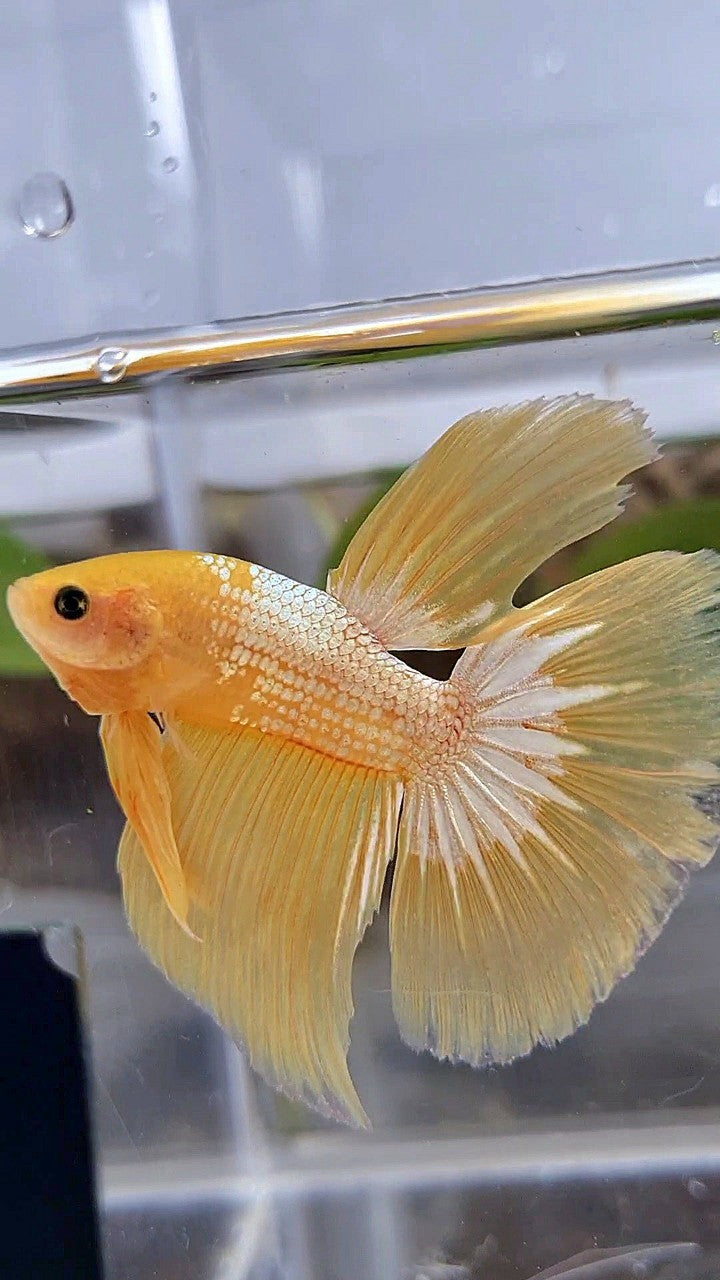 HALFMOON YELLOW FCCP BETTA FISH
