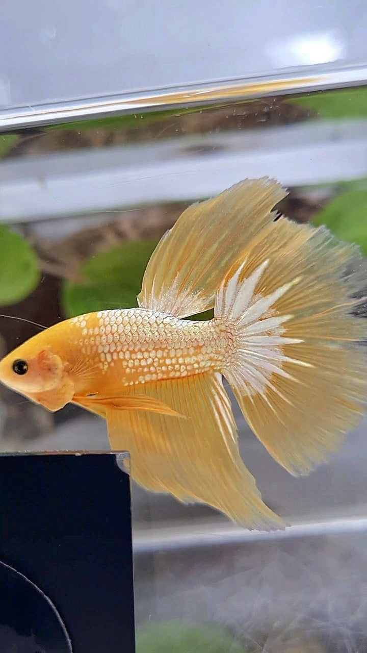 HALFMOON YELLOW FCCP BETTA FISH