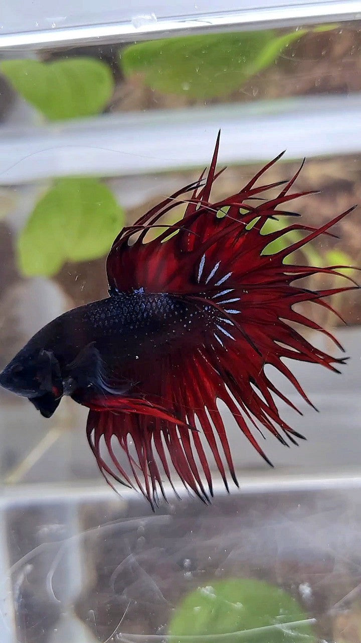LUXURY KING CROWNTAIL BLACK RED VAMPIRE BETTA FISH
