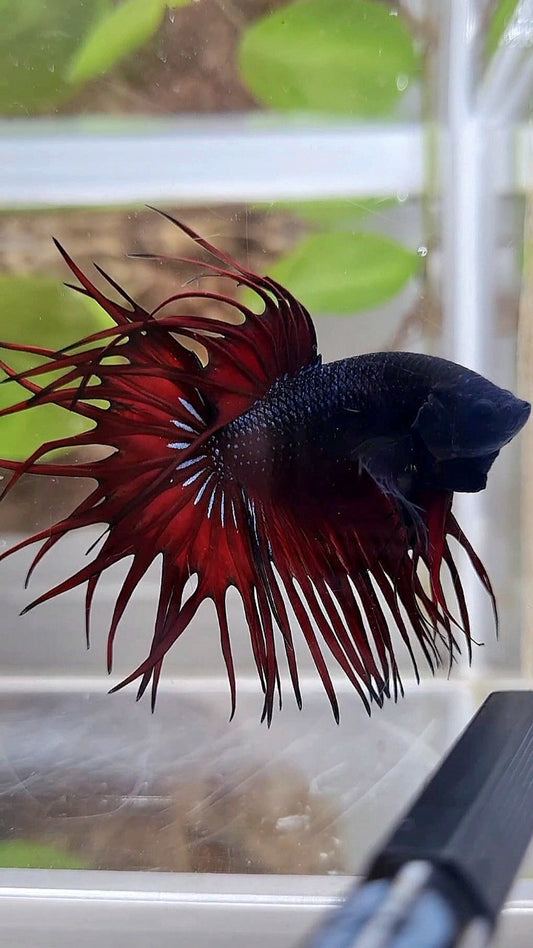 KING CROWNTAIL BLACK RED VAMPIRE BETTA FISH