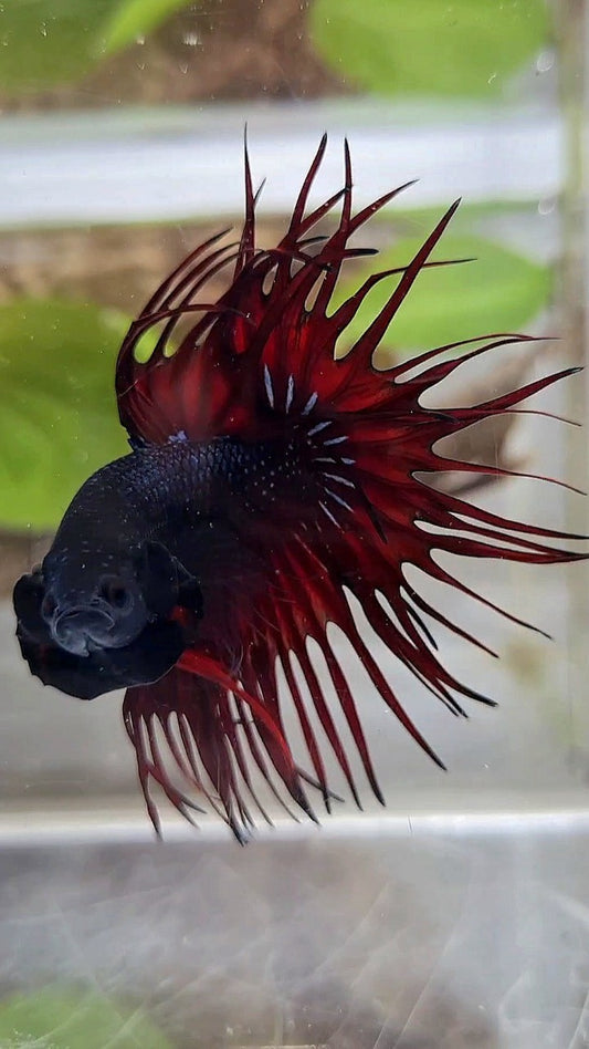 LUXURY KING CROWNTAIL BLACK RED VAMPIRE BETTA FISH