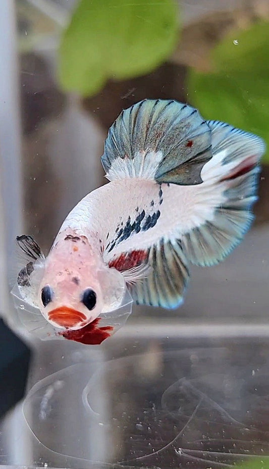 PLAKAT COPPER RIM RED LIPS UNIQUE BETTA FISH