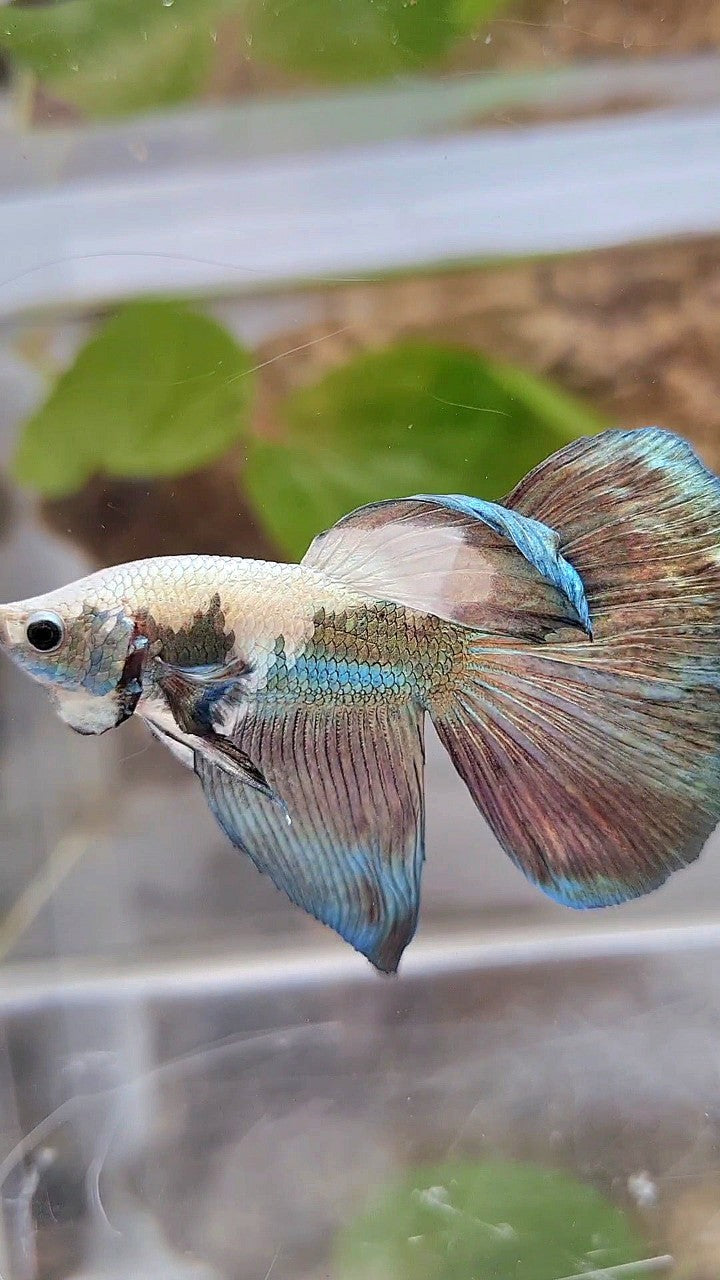 HALFMOON COPPER RIM PANDA BETTA FISH