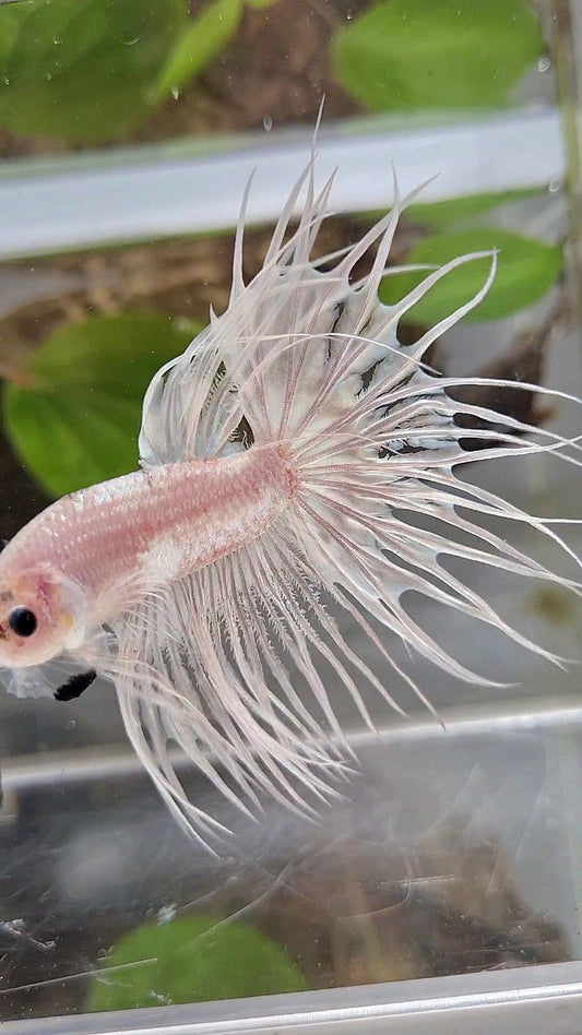 KING CROWNTAIL CELLOPHANE SILVER WHITE BETTA FISH