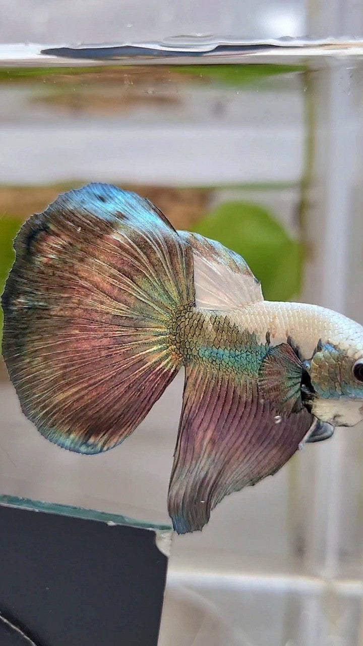 HALFMOON COPPER RIM PANDA BETTA FISH