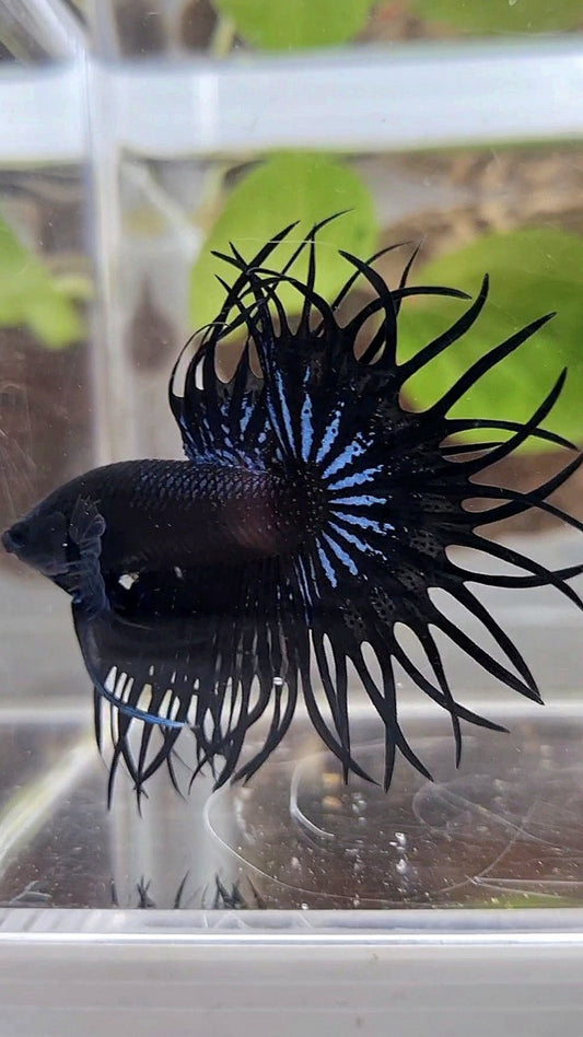 LUXURY KING CROWNTAIL SUPER BLACK ORCHID BETTA FISH