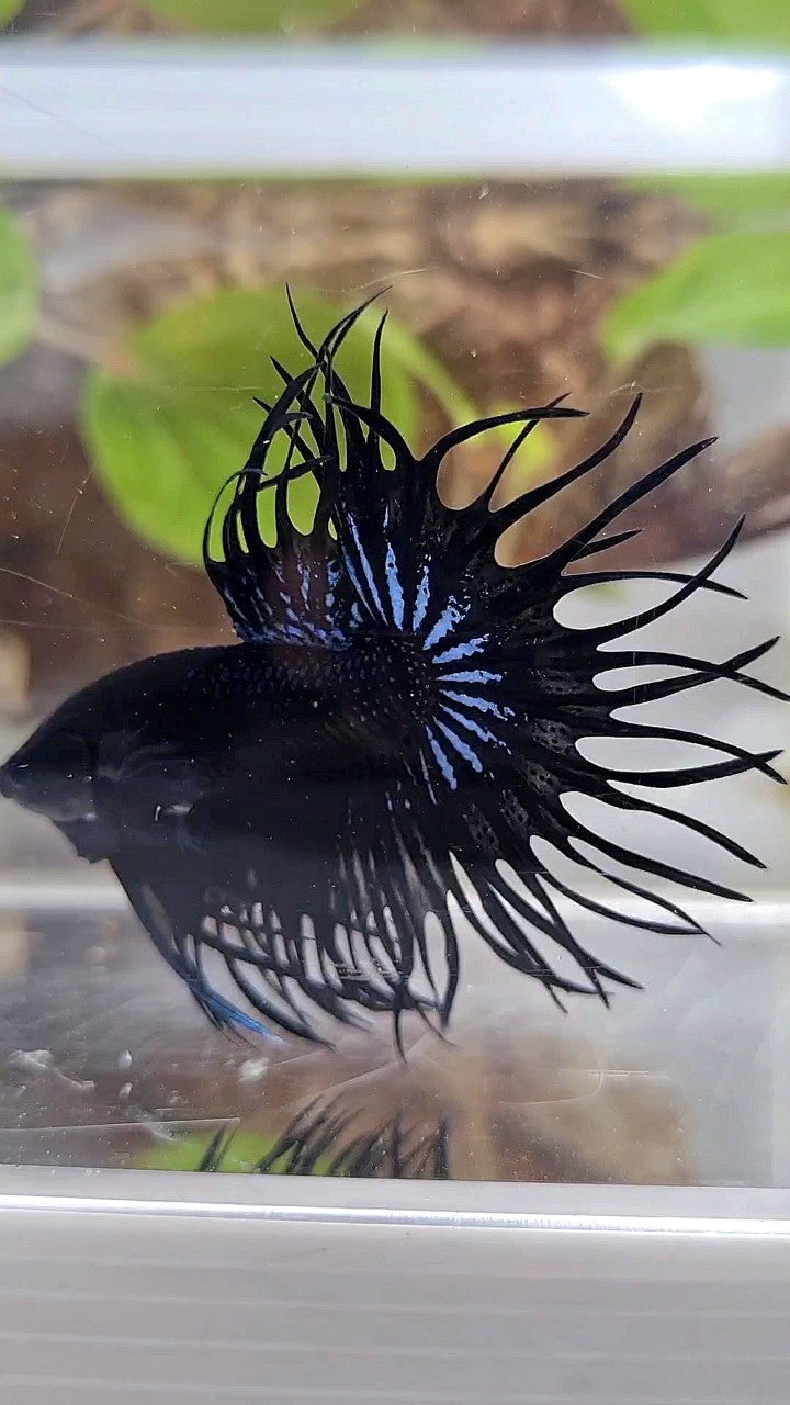 LUXURY KING CROWNTAIL SUPER BLACK ORCHID BETTA FISH