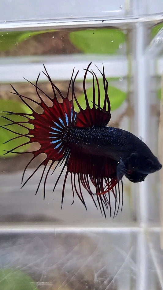 KING CROWNTAIL RED VAMPIRE BLACK BETTA FISH