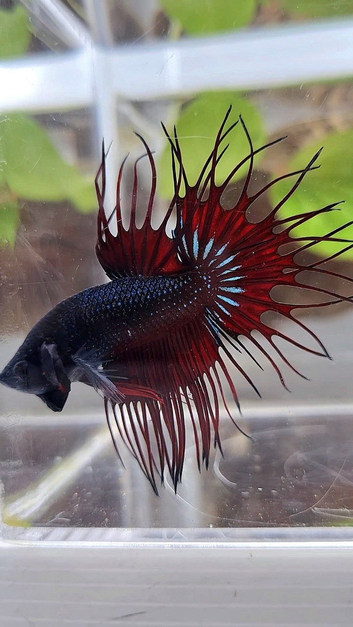 KING CROWNTAIL RED VAMPIRE BLACK BETTA FISH