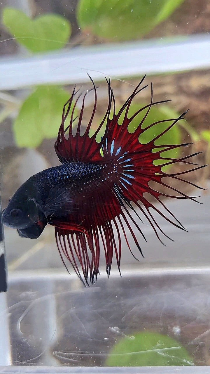 KING CROWNTAIL RED VAMPIRE BLACK BETTA FISH