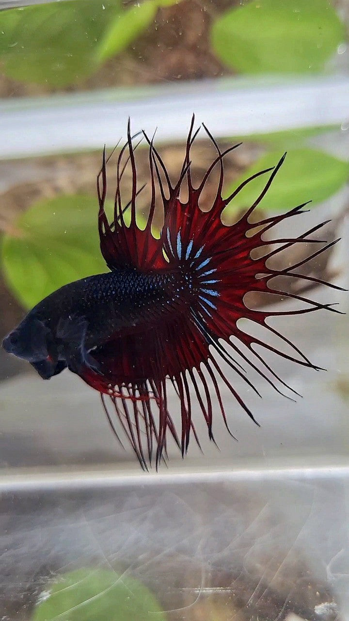 KING CROWNTAIL RED VAMPIRE BLACK BETTA FISH