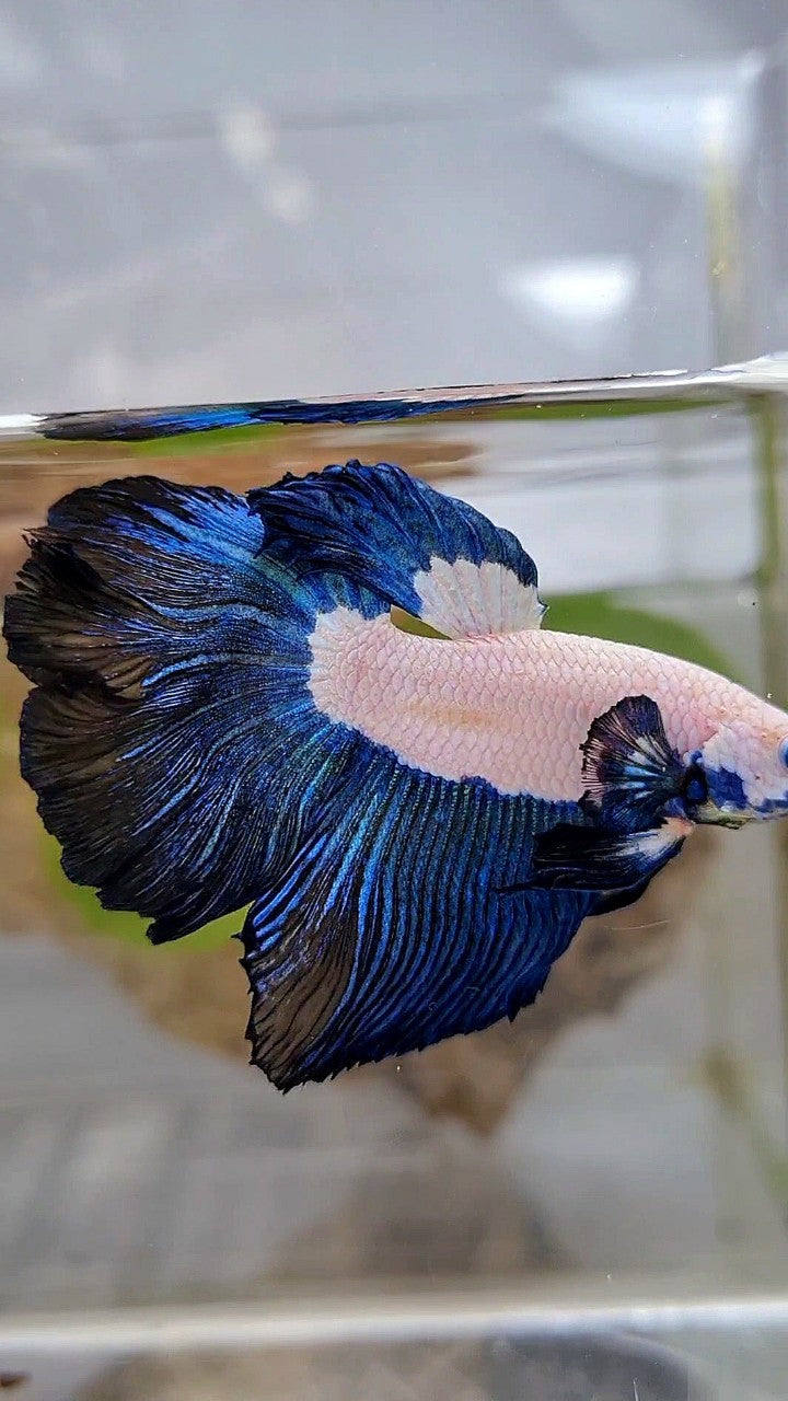 HALFMOON ROSETAIL DARK BLUE RIM BICOLOR BETTA FISH