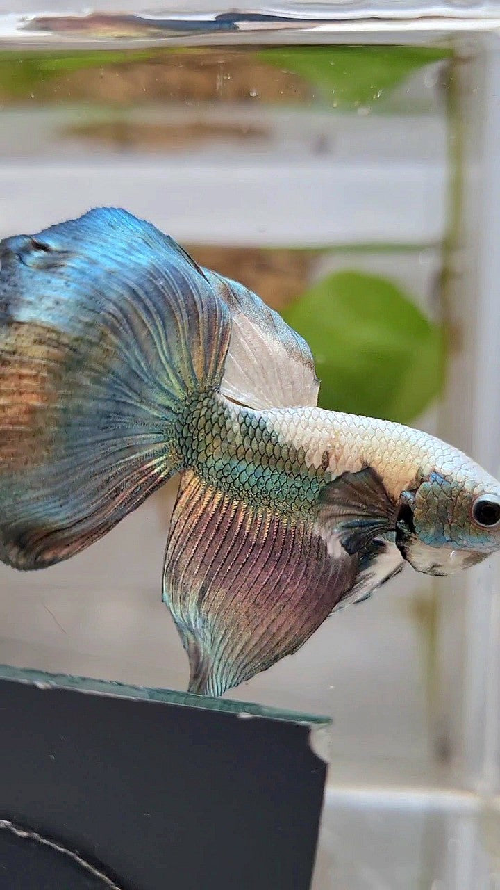 HALFMOON COPPER RIM PANDA BETTA FISH