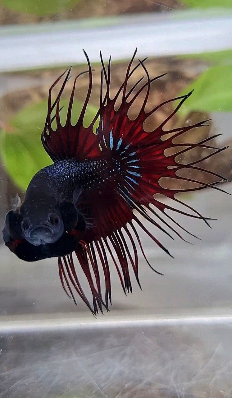 KING CROWNTAIL RED VAMPIRE BLACK BETTA FISH