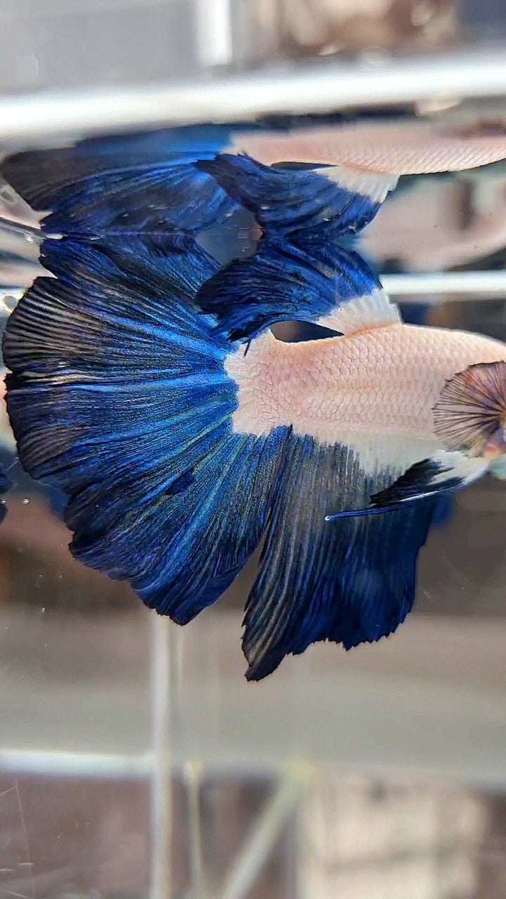 HALFMOON BLUE RIM BICOLOR BETTA FISH