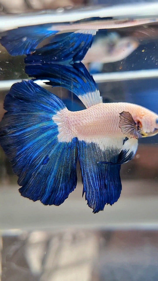 HALFMOON BLUE RIM BICOLOR BETTA FISH